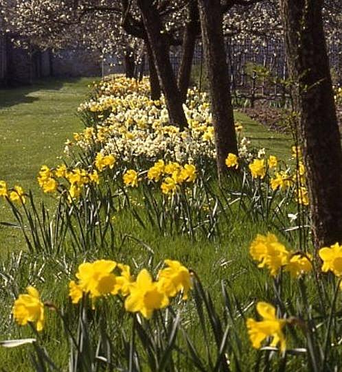 Narcisses dans le potager
