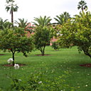 Orangers dans le jardin