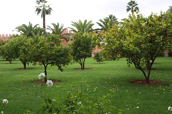 Orangers dans le jardin