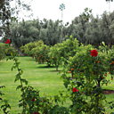 Les jardins de l'hôtel entre rosiers et orangers