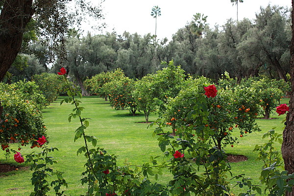 Les jardins de l'hôtel entre rosiers et orangers