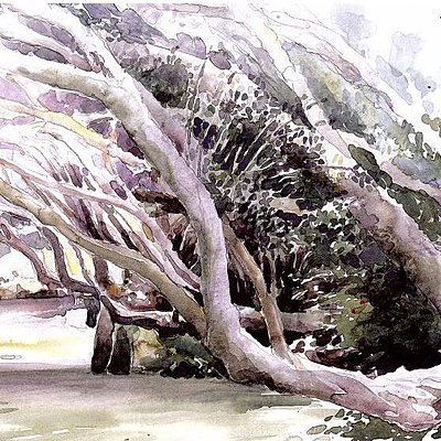 Les eucalyptus de la voute bleue allongent leurs branches souples dans une horizontalité inhabituelle