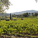 Au domaine de l'Olivette, les vignes poussent entre les oliviers