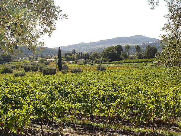Au domaine de l'Olivette, les vignes poussent entre les oliviers