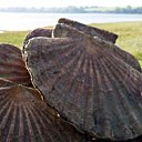 La coquille Saint-Jacques sublime les étals d'octobre à mars La coquille Saint-Jacques sublime les étals d'octobre à mars