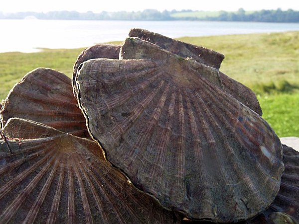 La coquille Saint-Jacques sublime les étals d'octobre à mars
