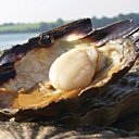 Fraîche, elle doit se rétracter sous une simple pression du doigt Fraîche, elle doit se rétracter sous une simple pression du doigt