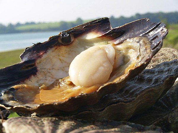 Fraîche, elle doit se rétracter sous une simple pression du doigt