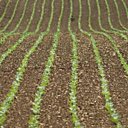 Cultivée depuis le XVIème siècle en Vendée, la mogette fait partie intégrante de son patrimoine culinaire