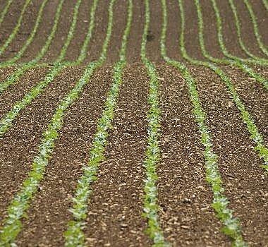 Cultivée depuis le XVIème siècle en Vendée, la mogette fait partie intégrante de son patrimoine culinaire