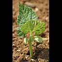 Semées en mai, les plantes mettent 90 jours pour arriver à maturité