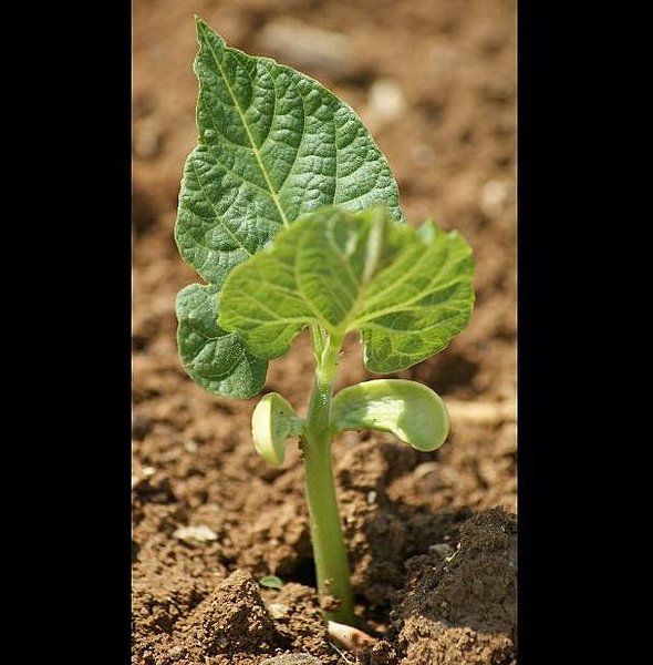 Semées en mai, les plantes mettent 90 jours pour arriver à maturité