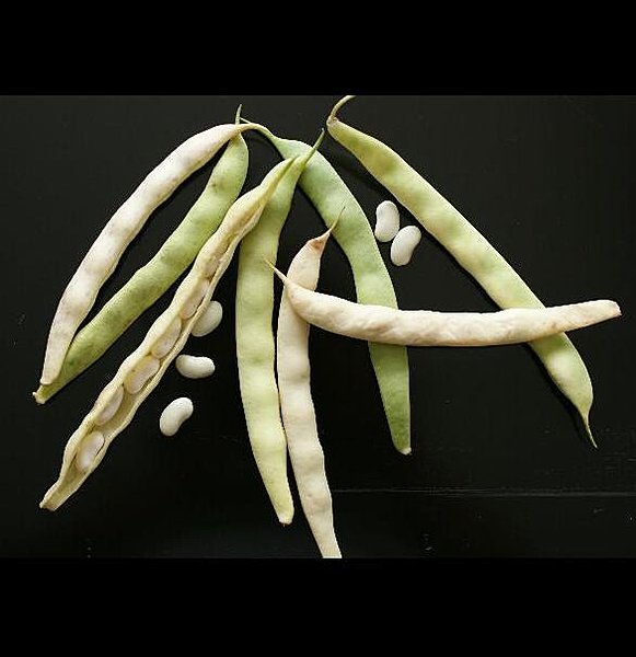 Haricots de choix pour les amoureux d’une cuisine traditionnelle