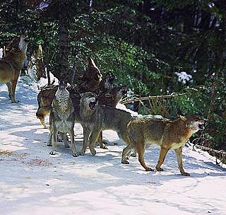 Hurlement  des loups