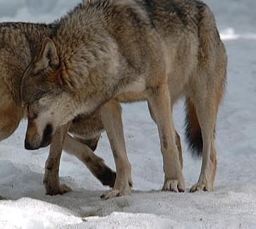 Les loups s'approchent proche des affûts