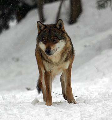 Loup dans la vallée de la Vésubie