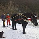 Un des 7 chevaux percherons vous initiera aux joies du ski joëring