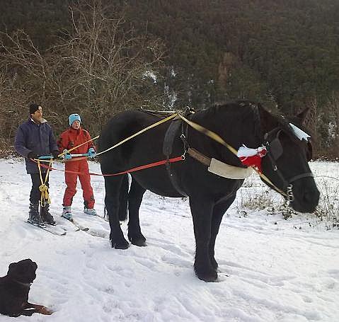 Un des 7 chevaux percherons vous initiera aux joies du ski joëring
