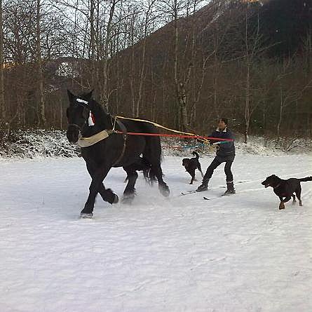 Le ski joëring, ou un galop de cheval dans la neige accroché sur ses skis