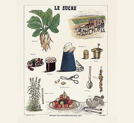 Tout savoir sur le sucre !