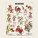 Les différentes espèces d'orchidées