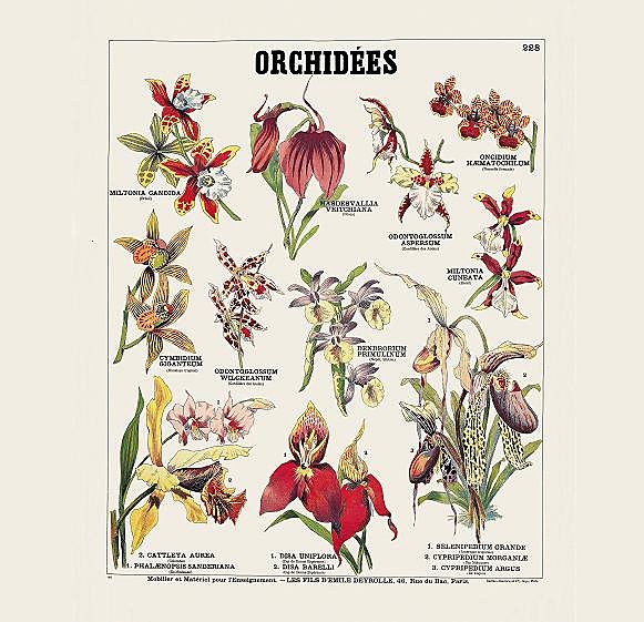 Les différentes espèces d'orchidées