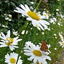 La floraison de la marguerite s'étale de mai à juillet