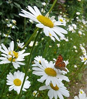 La floraison de la marguerite s'étale de mai à juillet