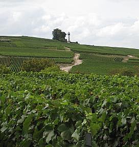 L’œnotourisme permet partir à la découverte des régions viticoles