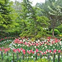 A la mi-avril, les tulipes dévoilent toutes leurs nuances