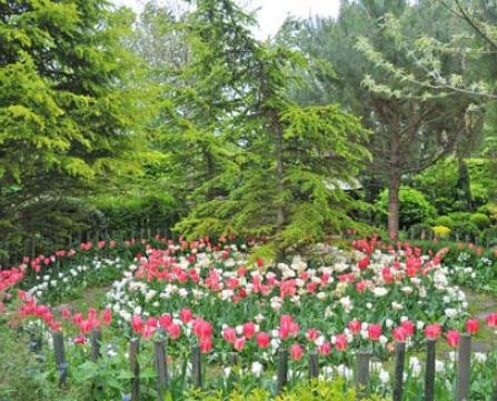 A la mi-avril, les tulipes dévoilent toutes leurs nuances