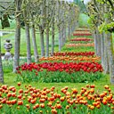 Plus de 100 variétés de tulipes rythment les jardins