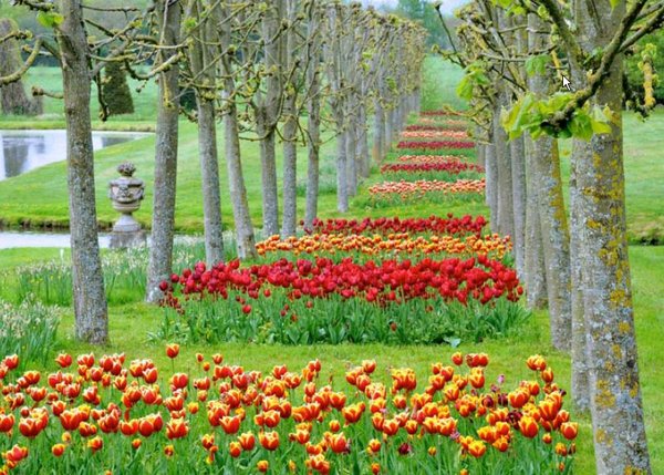 Plus de 100 variétés de tulipes rythment les jardins