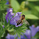 Nectar abondant de la vipérine qui en fait une des fleurs favorites des abeilles