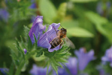 Nectar abondant de la vipérine qui en fait une des fleurs favorites des abeilles
