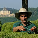 A longueur d'année, les jardiniers taillent les buis