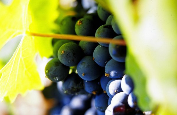 La plupart des cépages sont  identiques à ceux de Bourgogne