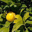 On le trouve toute l'année et il est susceptible de rendre 1001 services dans la maison