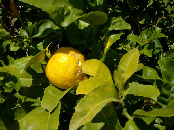 On le trouve toute l'année et il est susceptible de rendre 1001 services dans la maison
