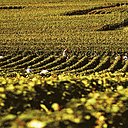 Les vignes s'étendent sur 120 hectares dans le terroir de Vincelles