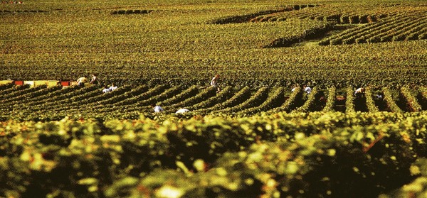 Les vignes s'étendent sur 120 hectares dans le terroir de Vincelles