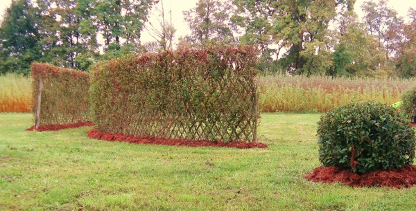 Paillage d'écorce pour haies d'osier tressé