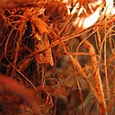 Paillage d'écorce pour haies d'osier tressé