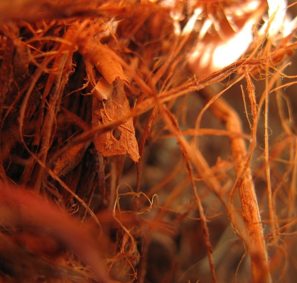 Paillage d'écorce pour haies d'osier tressé