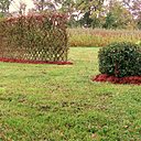 Paillage d'écorce pour haies d'osier tressé