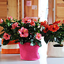 L’hibiscus, fleur nationale d’Hawaï, est synonyme d’exotisme