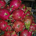 Riche en calcium, vitamine C et antioxydants, le Fruit du Dragon renferme une pulpe fine, goûteuse et délicate