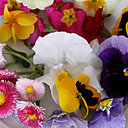 Un méli mélo de fleurs comestibles aux couleurs vives