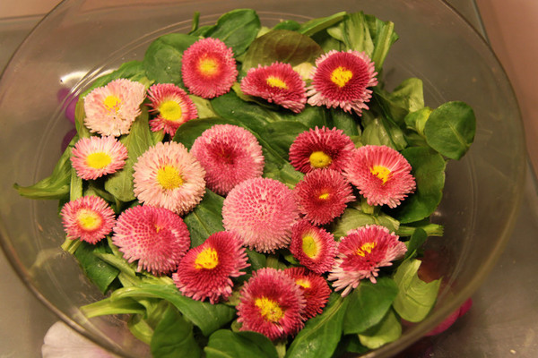 Fleurs comestibles et printanière sur un lit de mâche