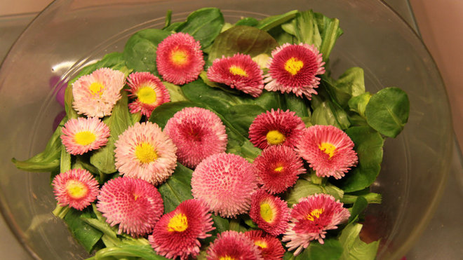 Fleurs comestibles et printanière sur un lit de mâche